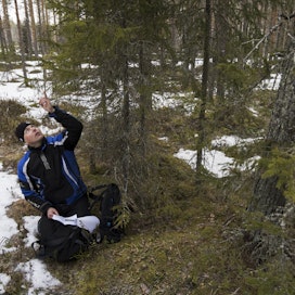 Metsähallituksen metsäasiantuntija Jukka Kaiponen esittelee hakomäntyä, jonka juurella on metson ulosteita.