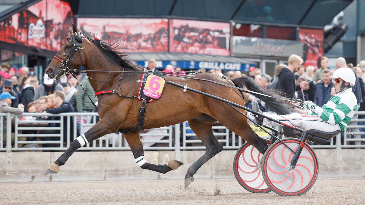 Mister F.Daag osallistui keväällä Elitloppetiin voittaen karsintalähdön. Lauantaina hevonen voitti kultadivisioonan Åbyssä. 