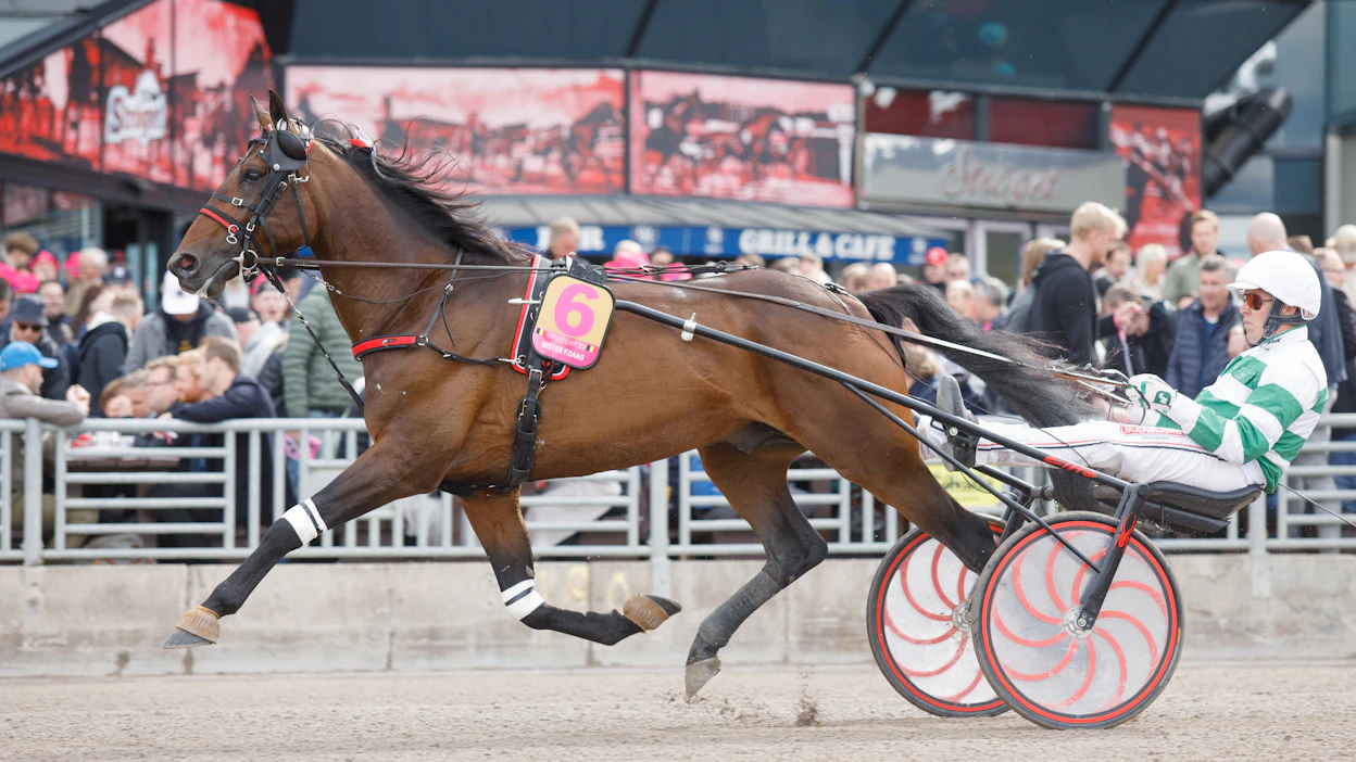 Mister F.Daag osallistui keväällä Elitloppetiin voittaen karsintalähdön. Lauantaina hevonen voitti kultadivisioonan Åbyssä.