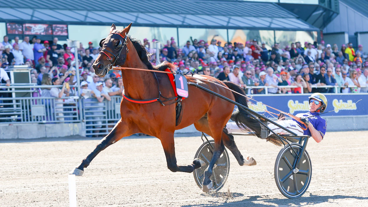 Denver Gio oli Solvallan vauhdikkaimpia Elitloppet-viikonloppuna Björn Goopin ohjastamana.