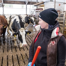 Monta sataa kiloa painava lehmä voi ystävällisellä tönäisyllään aiheuttaa vaaratilanteen, maidontuottaja Titta Pehkonen muistuttaa.