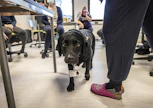 Labradorinnoutaja Kerttu toimii opetustilanteessa rauhoittavana oppimisen edistäjänä.