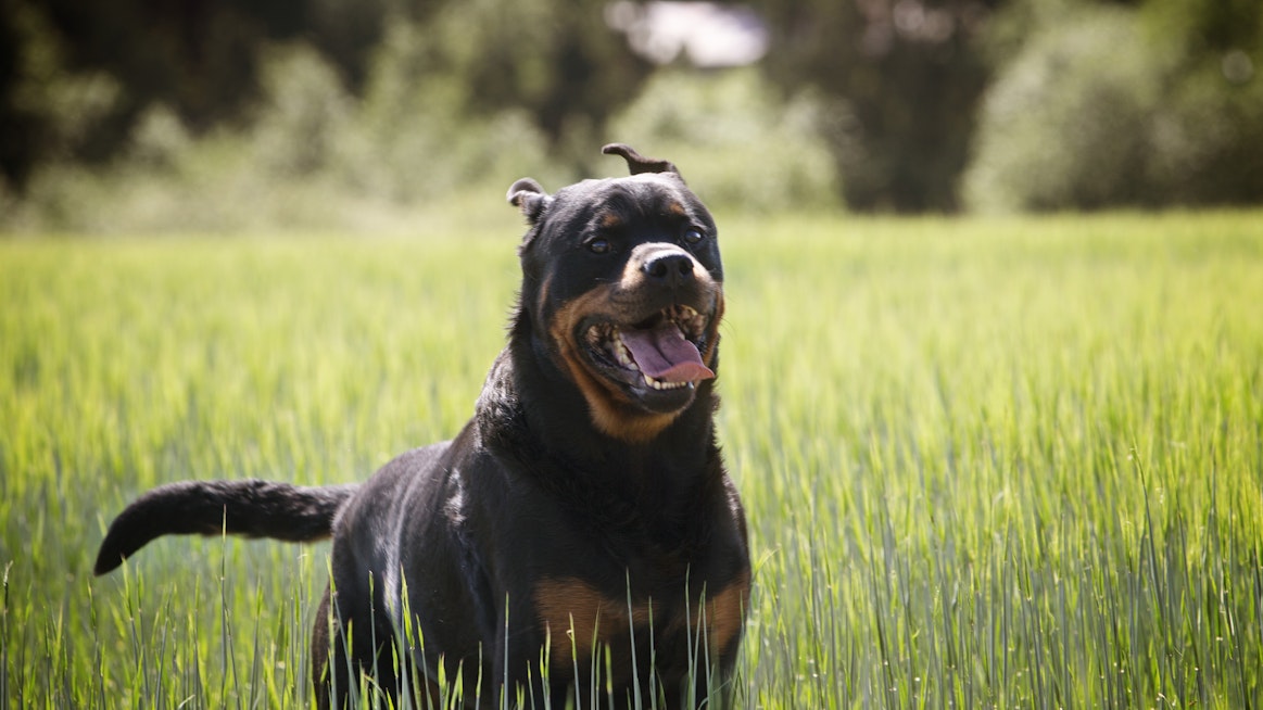 Borrelioosi on yleisimpiä sairauksia, joita koira voi saada puutiaisesta.