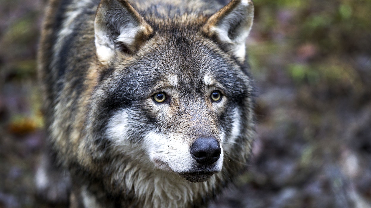 Suomessa koirasudeksi luokitellaan koiran ja suden risteytys, jossa lemmikin esivanhempi on susi enintään neljännessä polvessa. Kuvassa susi Ähtärin eläinpuistossa.