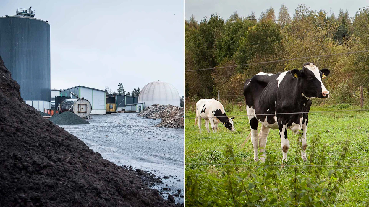 Maatiloilla syntyy biokaasun tuotantoon sopivaa ainesta, sekä karjanlantaa että nurmibiomassaa.