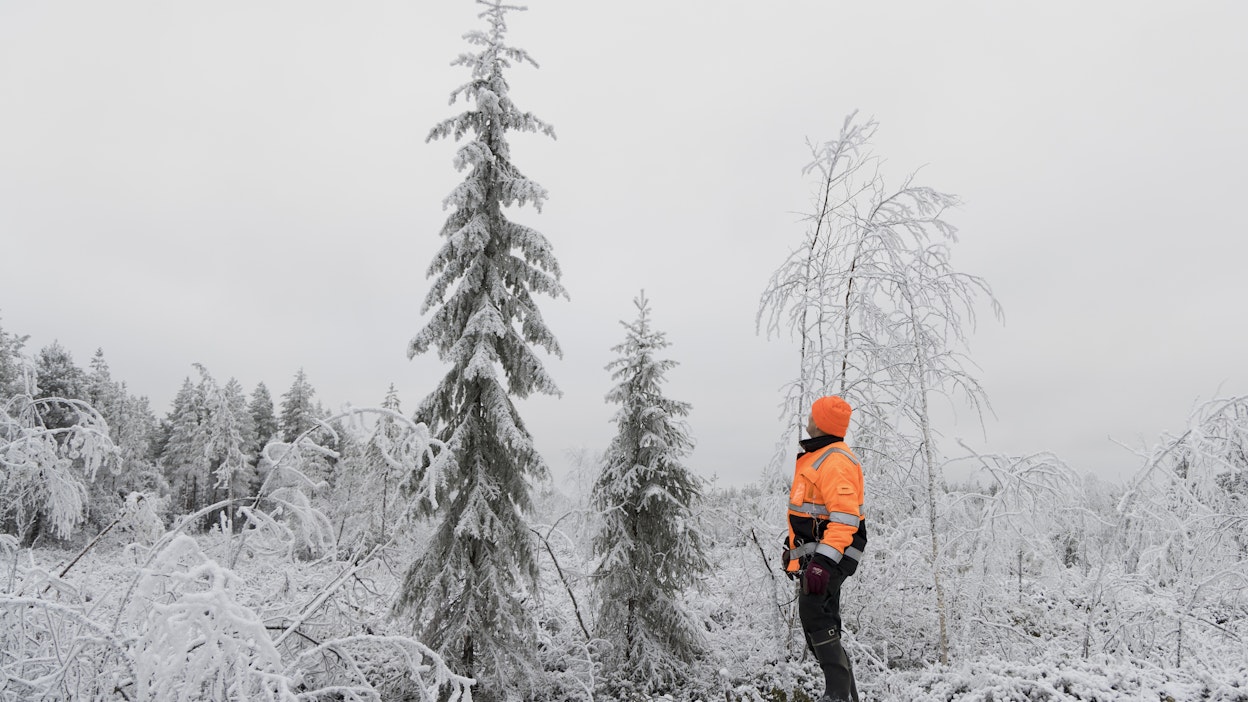Asko Annalan metsästä Yli-Iissä on lunastettu ja hakattu sähkölinjan alle jäävä maa. MTK perää lunastusmaista oikeudenmukaista korvausta.