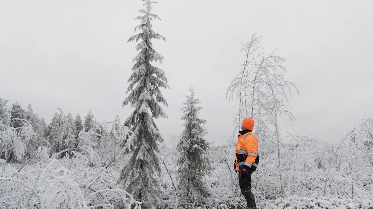 Asko Annalan metsästä Yli-Iissä on lunastettu ja hakattu sähkölinjan alle jäävä maa. MTK perää lunastusmaista oikeudenmukaista korvausta.