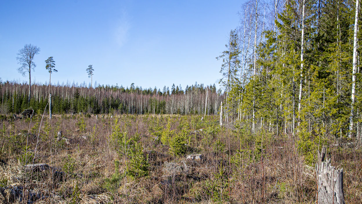 Vaikka toiminta ei aiheuttaisi metsäkatoa, todentamisvastuu siitä olisi vakuutus- ja rahoitusyhtiöillä.