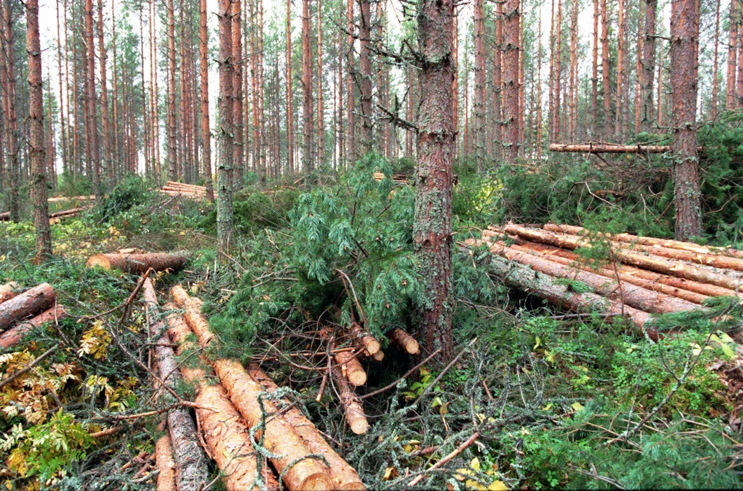 Erityisesti mänty hyötyy siitä, että puustoa ei harvenneta liiaksi. Kuvituskuva.