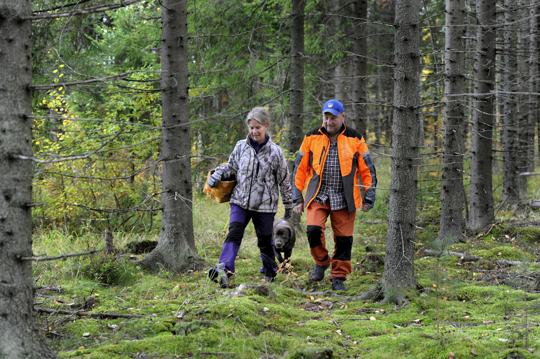 Mika Salminen oli istuttamassa kuusikkoa isänsä kanssa. ”Isän mielestä metsähommat piti tehdä itse.” Hanna Nohynek toivoo, että loppusyksystä saataisiin vielä sieniä.