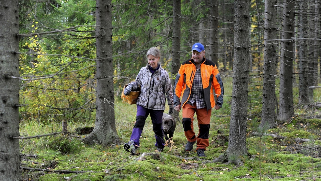 Mika Salminen oli istuttamassa kuusikkoa isänsä kanssa. ”Isän mielestä metsähommat piti tehdä itse.” Hanna Nohynek toivoo, että loppusyksystä saataisiin vielä sieniä.