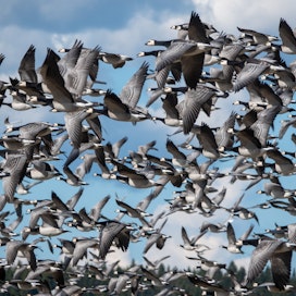 Tiira-lintutietopalvelun mukaan suurimmassa paikallisparvessa arvioitiin olleen viime viikolla 7000 valkoposkihanhea 29.4. Orimattilan Artjärvellä.