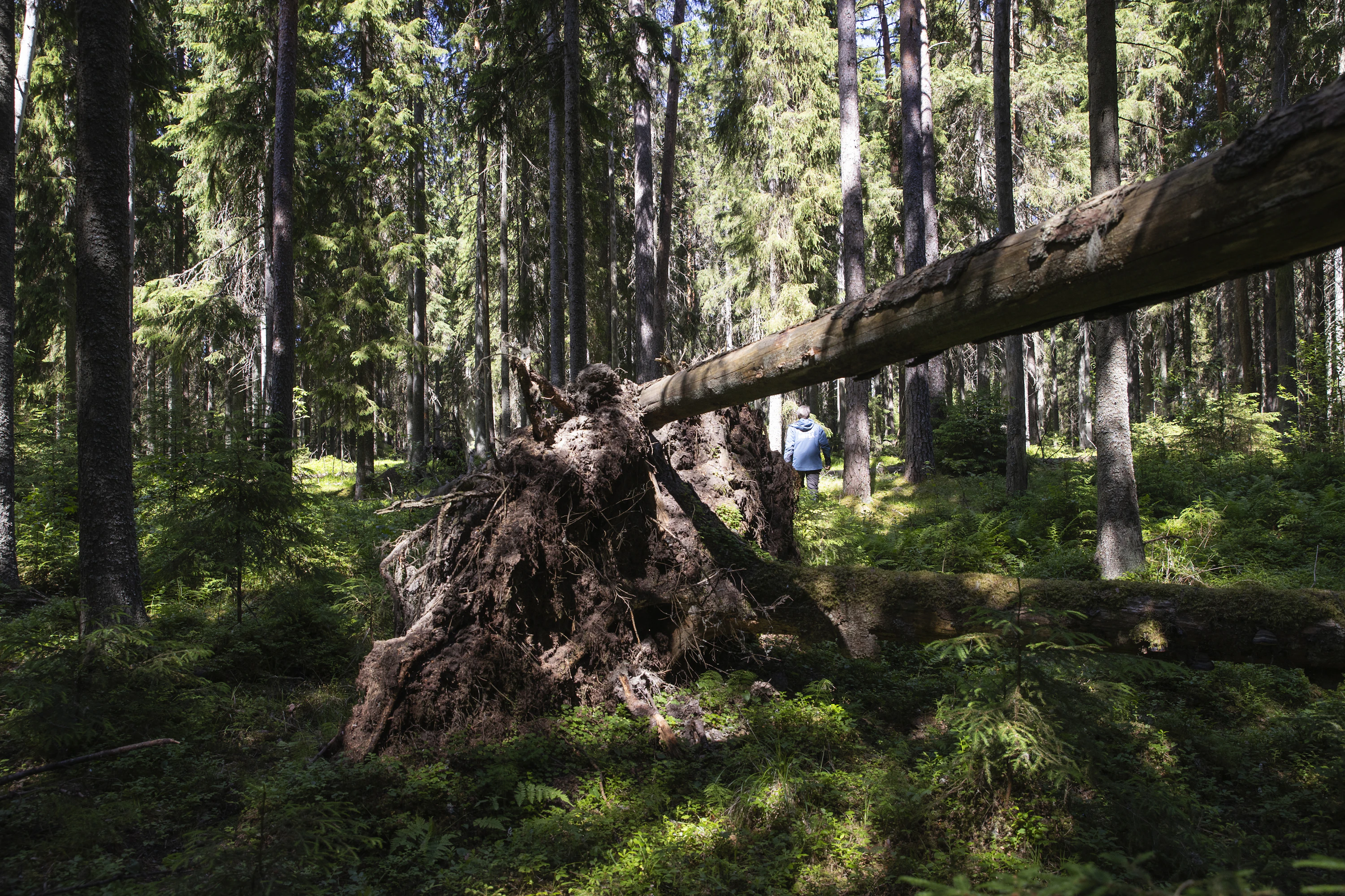 Kallioniemeä lämmittää ajatus, että kun aika hänestä jättää, metsä jää elämään omaa kiertokulkuaan - suojeltuna.
