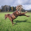 Virkeä, mutta umpikiltti, Petra Rantala kuvailee Corleonensa luonnetta.