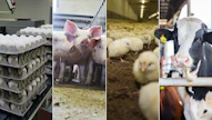 Kansallisen salmonellavalvontaohjelmanpiiriin kuuluvat naudat, siat ja siipikarja sekä niistä saatava liha ja kananmunat. 