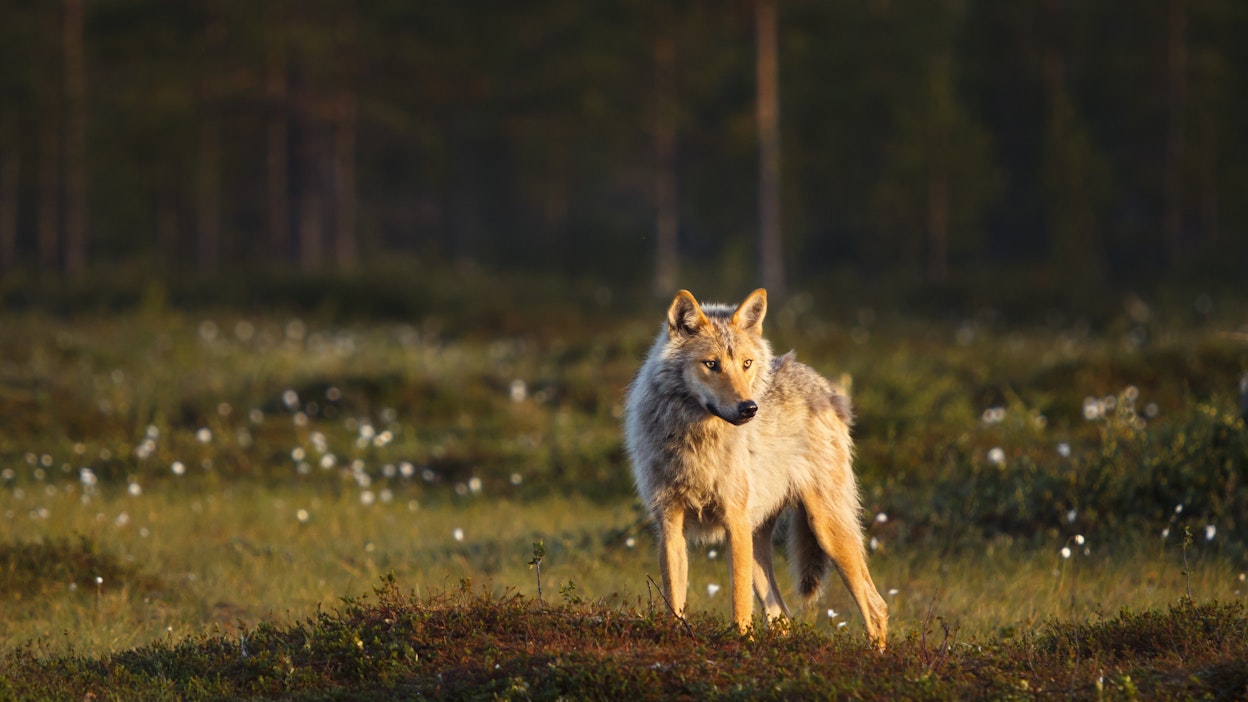 Suomessa susi on erittäin uhanalainen ja se on rauhoitettu.