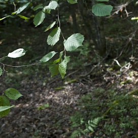 Pähkinäpensaan kukinta alkaa yleensä Suomessa helmi-maaliskuun vaihteessa kevään edistymisestä riippuen.