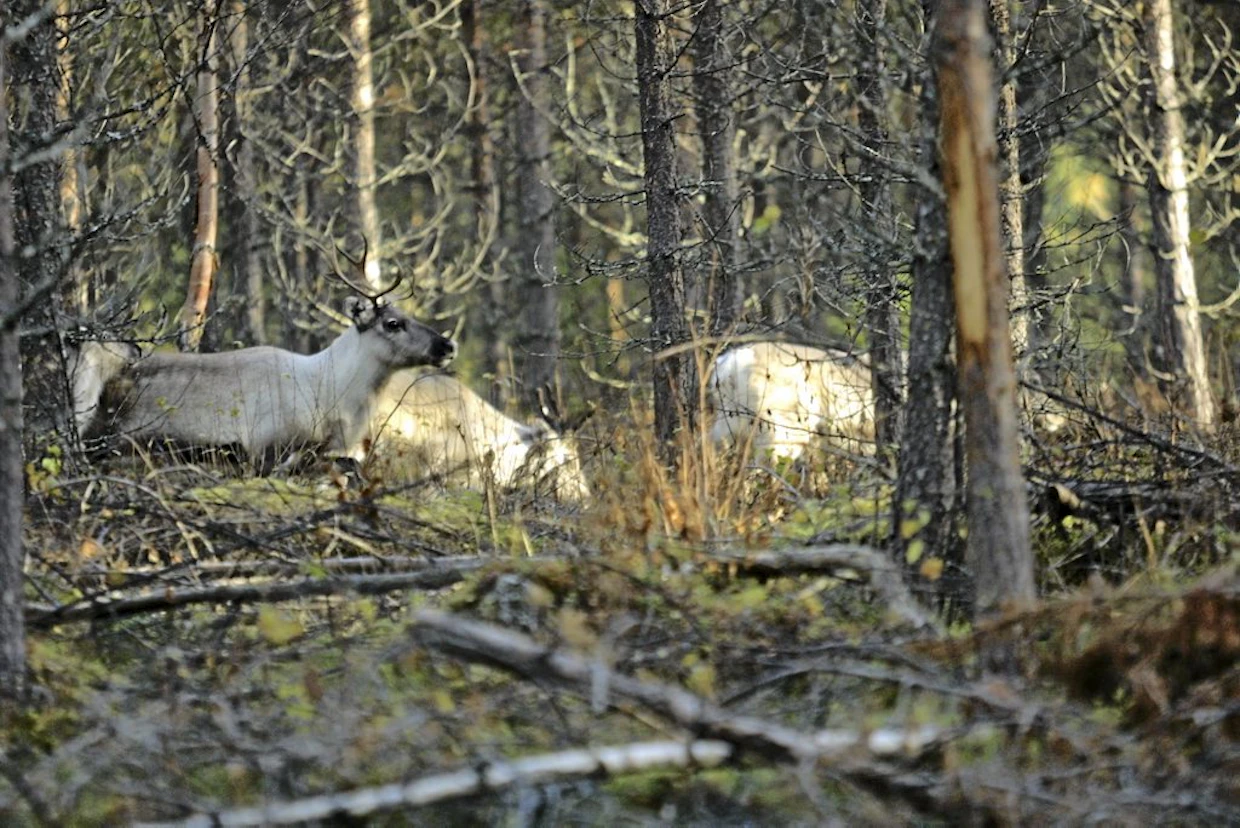 Hakkuiden lisääminen tulevien hakkuumahdollisuuksien kärsimättä on Suomessa mahdollista Pohjois-Suomessa.