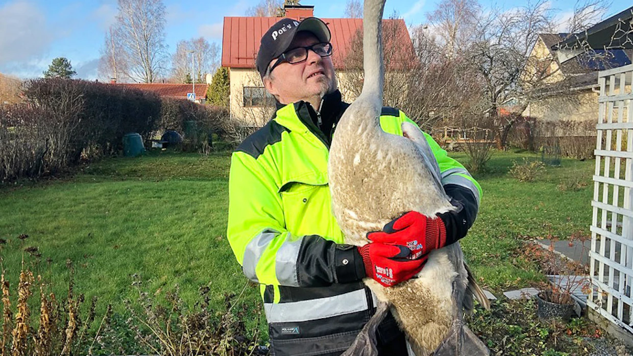Hoitoon tulevat joutsenet ovat yleensä huonokuntoisia.