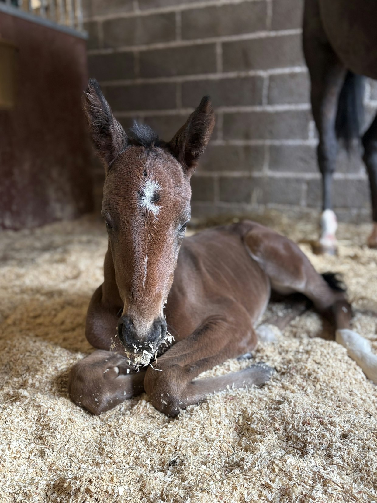 Girlpower Popin ja Varennen tammavarsa täytti Iina Rastaan haaveet.