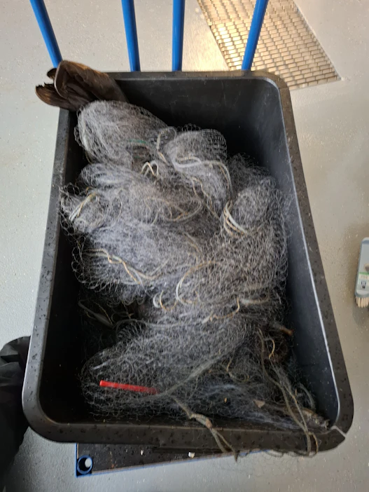Nuori saimaannorppa löytyi lailliseen kalaverkkoon hukkuneena Savonlinnassa Pihlajavedeltä. LEHTIKUVA/HANDOUT/METSÄHALLITUS.