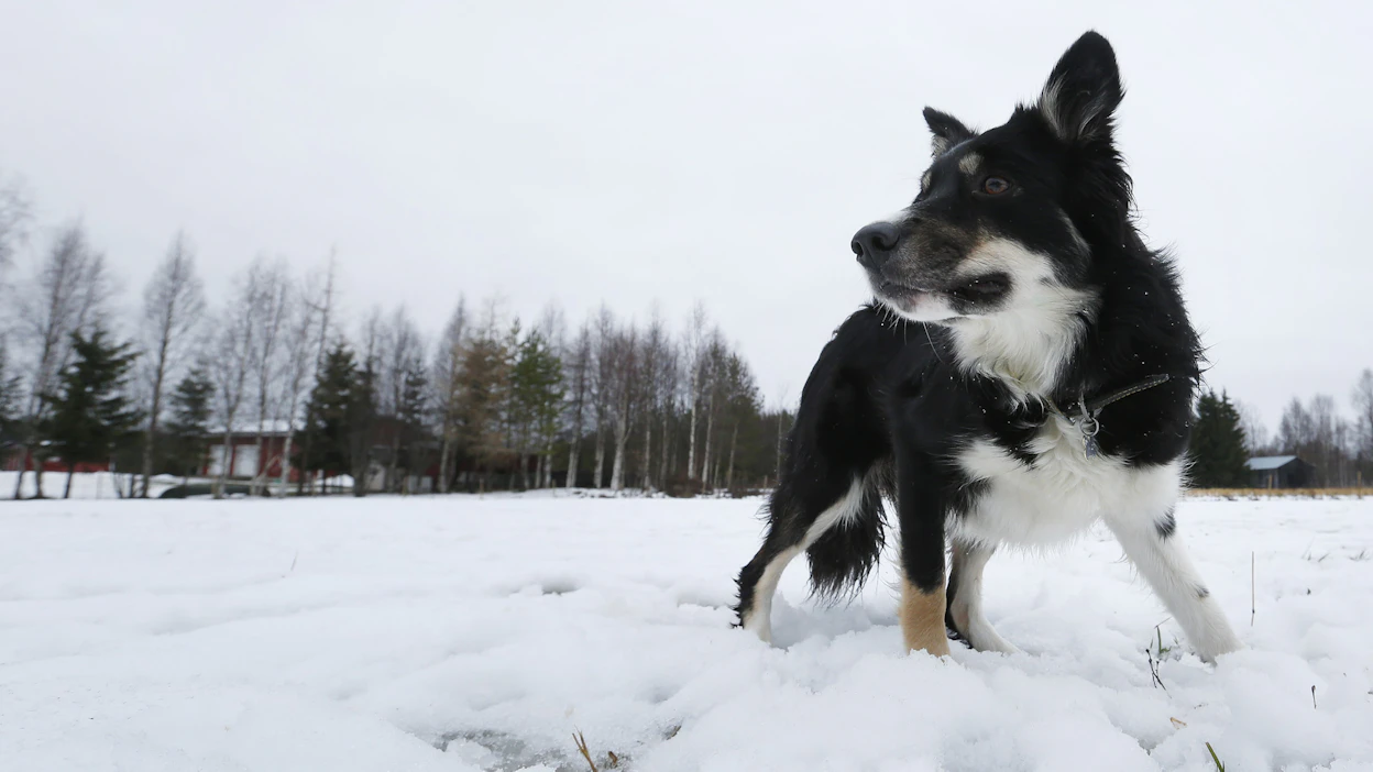 Punkkeja voi löytyä koirasta tai kissasta myös lumiseen aikaan. Kylmien kelien myötä puutiaiset vähenevät selvästi, mutta havaintoja punkeista tehdään silti talvikuukausinakin. Kuvituskuva.