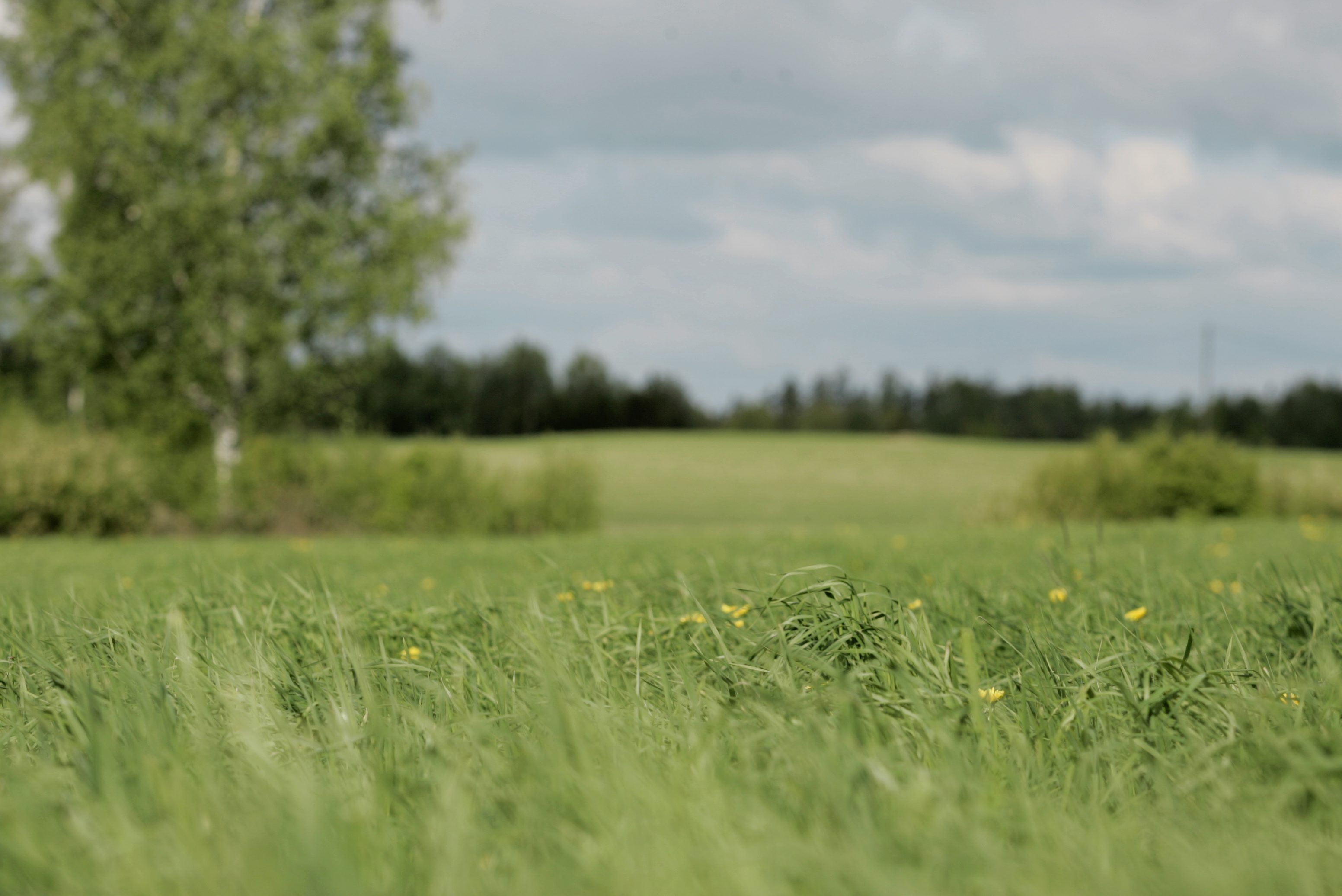 Suurin osa selvityspyynnöistä liittyi siihen, onko nurmi niitetty tai laidunnettu vai ei.