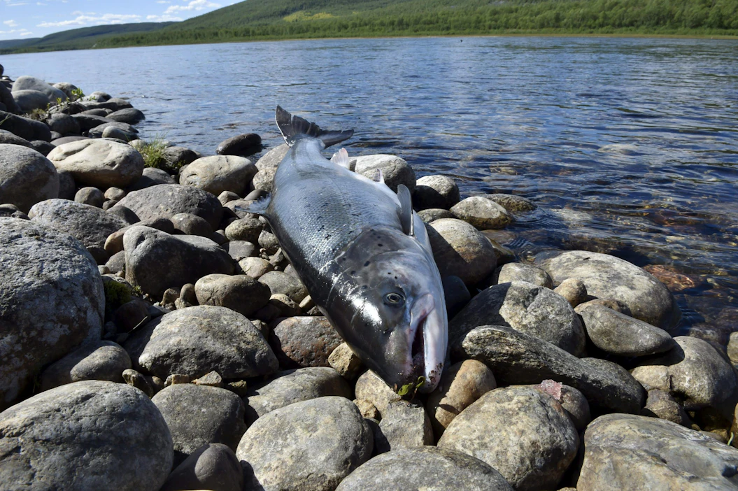 Hallitus on antanut asiasta esityksen, josta voi antaa lausuntoja lokakuun loppuun saakka. LEHTIKUVA / JUSSI NUKARI .