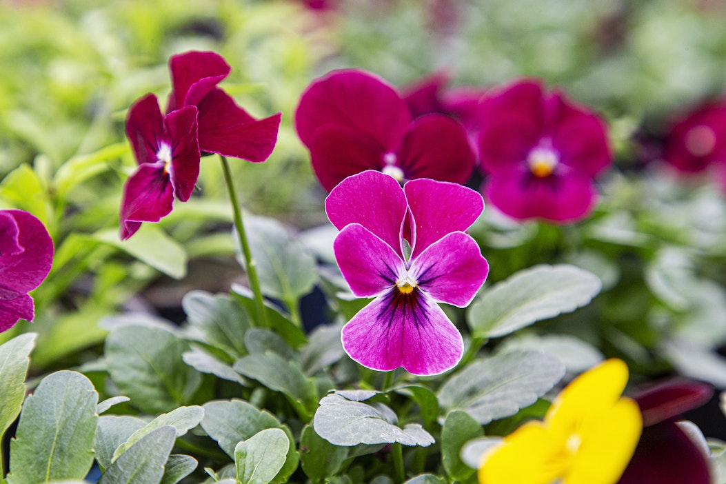 Orvokki kesää jopa 5–7 astetta astetta pakkasta eikä säikähdä lumisadetta.