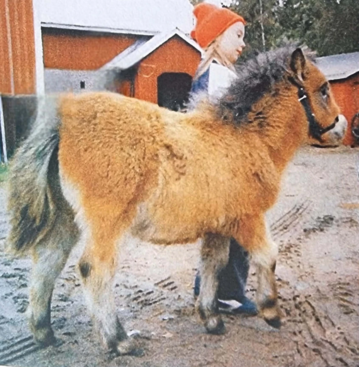 Mari Similä sai ensimmäisen poninsa ekaluokkalaisena. Hän jatkaa yhä kotitilallaan maanviljelyä ja ratsastuskoulun pitämistä.