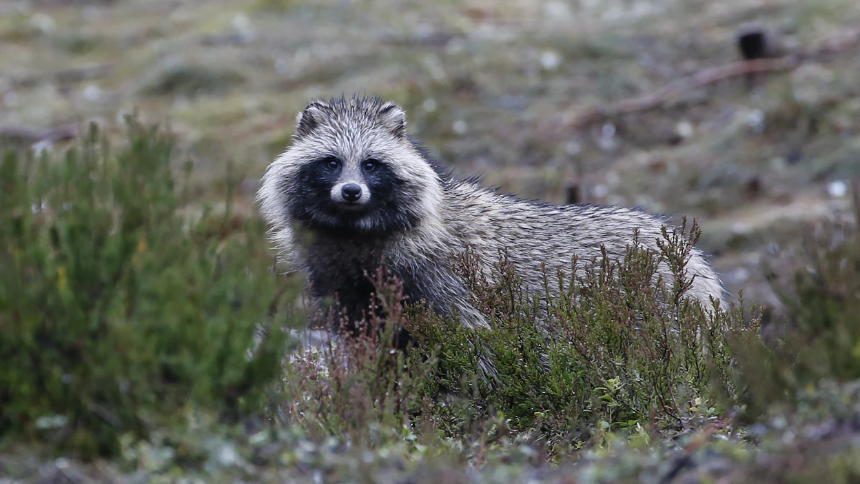 Supikoira liikkuu pääasiassa hämärään aikaan, mutta tämä kaveri näyttäytyi Virolahden Säkäjärvellä päiväsaikaan.