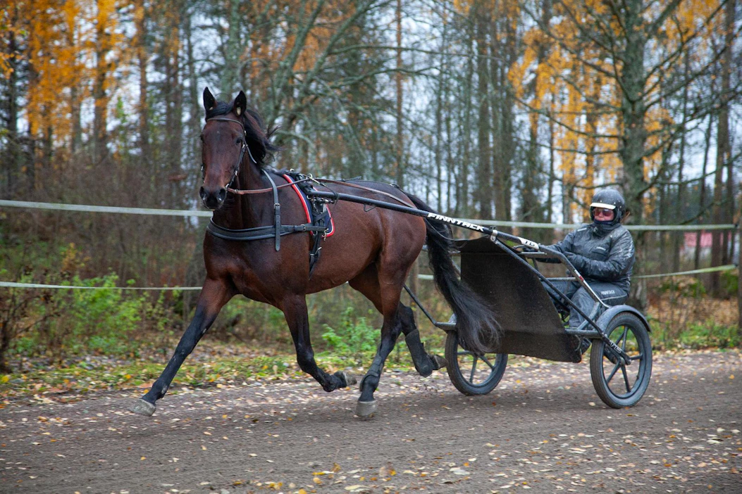 Raviurheilun tulevaisuustyön kaikissa työryhmissä korostui, että kaikki keinot uusien hevosenomistajien löytymiseksi ovat välttämättömiä, summaa Hippoksen toimitusjohtaja Vesa Mäkinen.