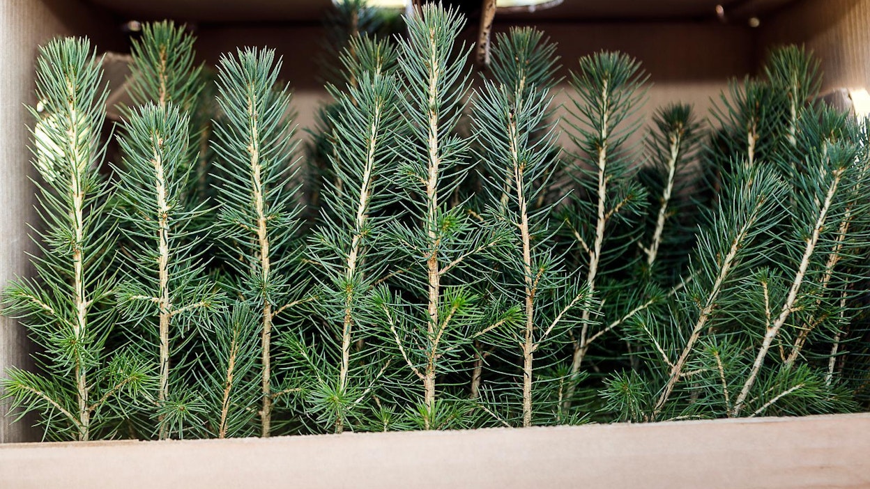 8 000 kuusen- ja männyntainta riittäisi 4–5 hehtaarin istutusalalle.