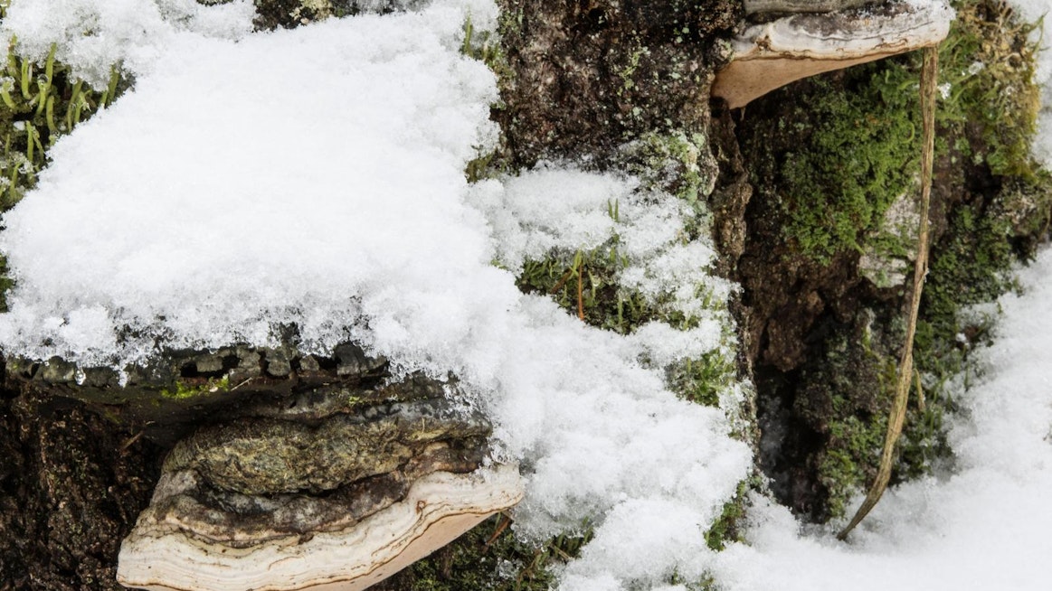 Taulakääpä on monivuotinen koivun lahottaja. Sitä on käytetty vuosituhansia niin tulenteossa kuin lääkkeenä. Alpeilta löytyneellä jäämies Ötzillä oli varustepussissaan palanen taulaa.