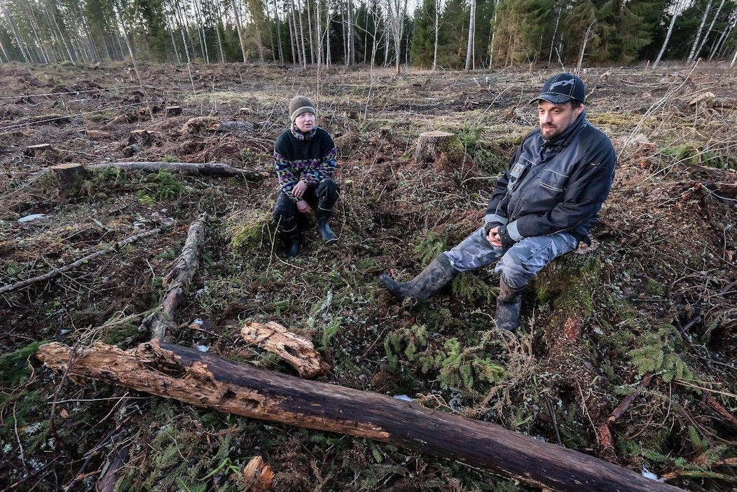 Ensikertalaisten puukauppa meni pieleen – Metsä Group edellytti  korvausneuvotteluissa vaitiolosopimusta - MT Metsä - Maaseudun Tulevaisuus