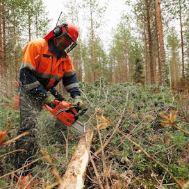 Kalajokelainen Erkki Jaakola hakkaa vuosittain 450–500 kiintokuutiota puuta hankintatyönä.
