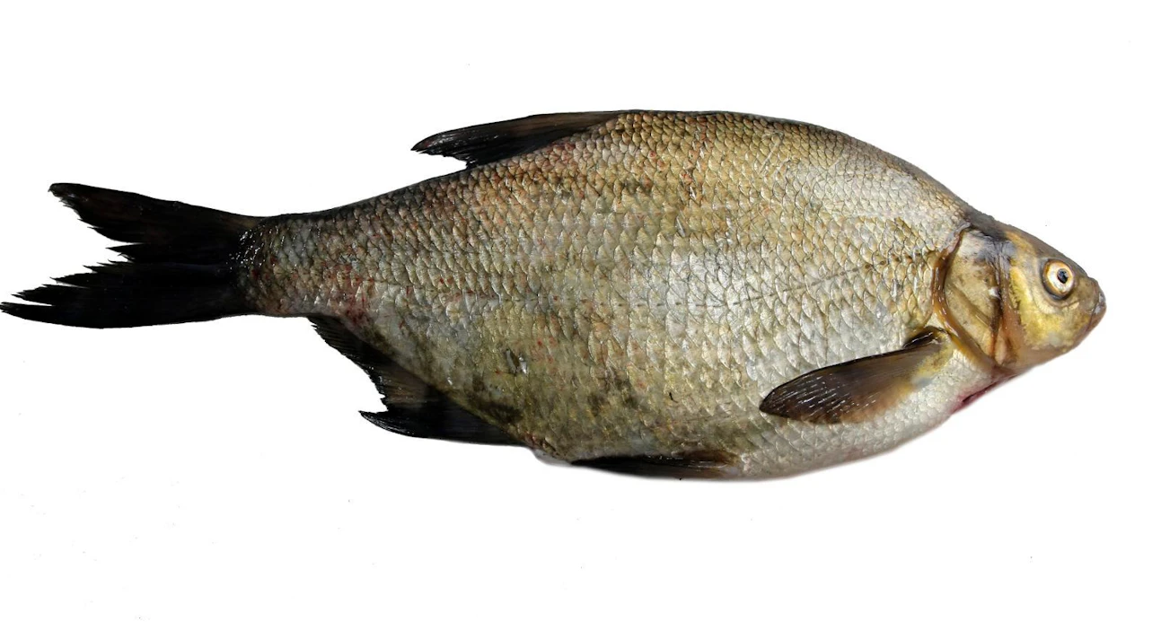 Neuvonta on kalatalouskeskuksen päätehtävä Farmari-näyttelyssä, mutta järvikala-akvaario vetää näyttelyvieraita osastolle. Akvaariossa voi nähdä vaikka lahnan.