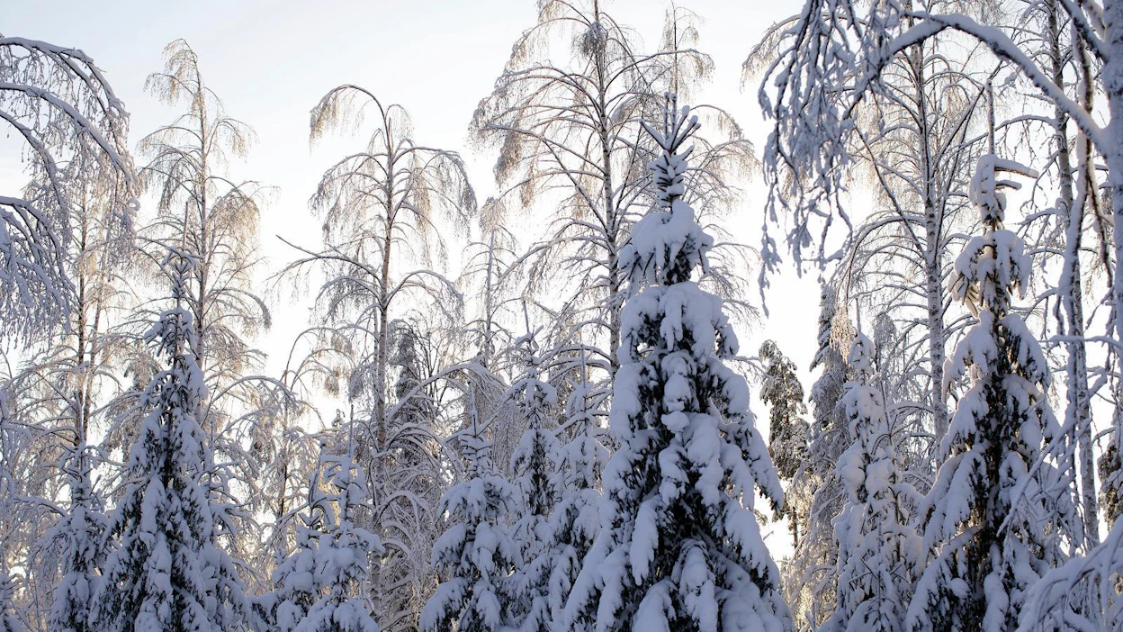 Kansanedustajan mukaan naiset ovat myös kertoneet hänelle, että heitä ei aina oteta vakavasti, vaan jopa ohitetaan metsänhoidollisissa asioissa ja halutaan asioida miespuolisen perheenjäsenen kanssa, vaikka mies ei metsää omistaisikaan.