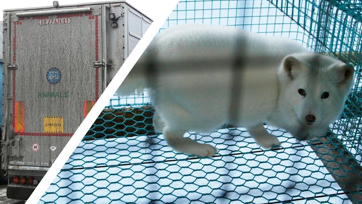 Kettujen kuljetukseen ja vientiin liittyvien asioiden kommentointi on eläinten omistajan asia, toteaa Tullin viestintäjohtaja.