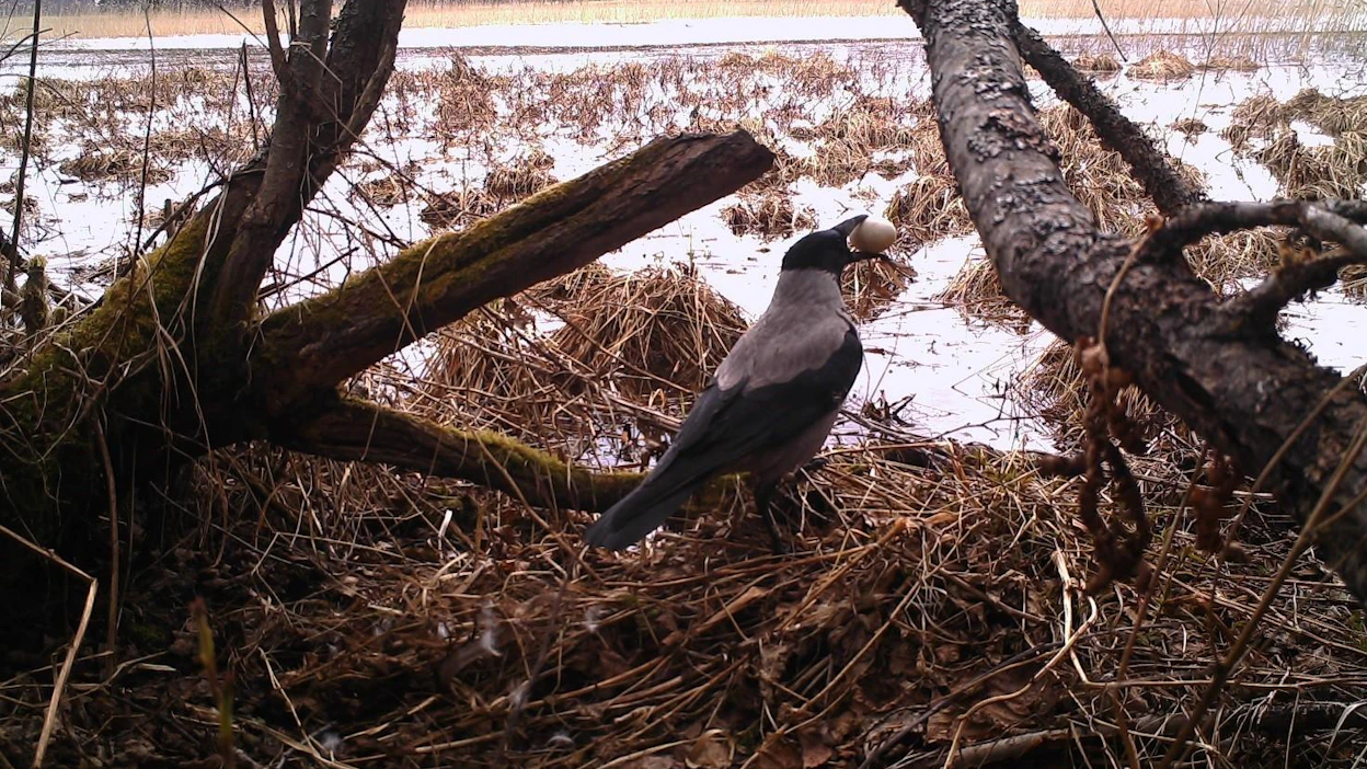 Kun varislinnut löytävät pesän, ne vierailevat siellä tyypillisesti useita kertoja. Maaningalla varistakin enemmän tuhoa tekivät harakat.