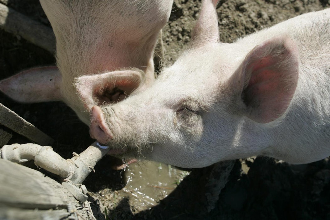 Näillä possuilla ovat asiat kunnossa.