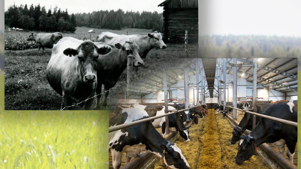 Suomalaislehmän vuosituotos on 50 vuodessa 2,5-kertaistunut. Samalla rehunkäyttö on tehostunut ja kasvihuonekaasupäästöt maitokiloa kohti laskeneet dramaattisesti.