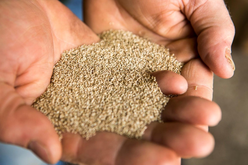 Nurmisiemenistä tehdään entistä monipuolisempia laji- ja lajikeseoksia.