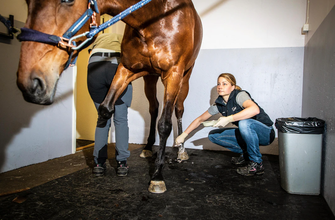 Hevoskirurgi Heidi Tapio tutki Equivetissä irtopalaleikkaukseen tullutta ratsua.