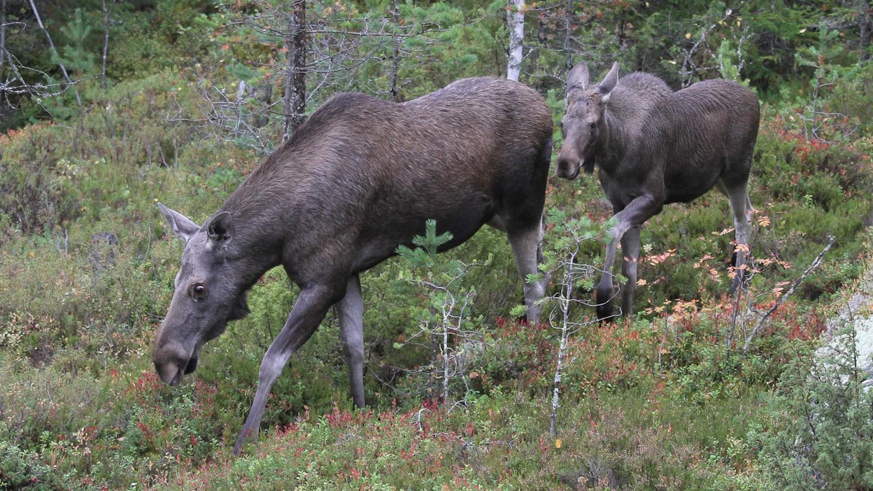 Kuvan eläimet eivät liity tapaukseen.