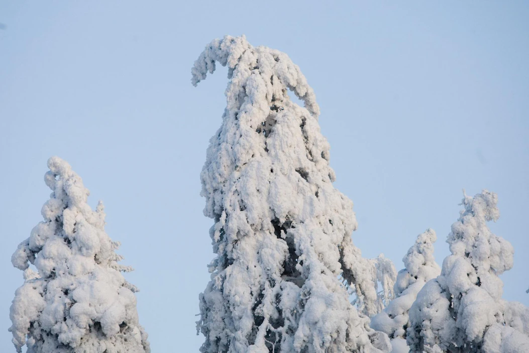 Lumipeite on jopa kaksi kertaa tavanomaista paksumpi monissa osin maata. Puiden lumikuorma kasvaa, sillä suojasäät eivät ole pudottaneet lunta puista.