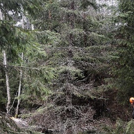 Metsänomistajien omat järjestötkään eivät hankintamyynteihin kannusta, kirjoittaa Arvi Pöyhönen. Kari Salonen