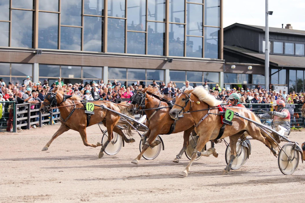 Ulommaisena kirivä Liisan Tulilintu (nro. 12) nousi kuvan 3 100 metrin matkan voittajaksi. Suven Sametti (6) oli päätösmatkan kakkonen ja kruunattiin ravikuningattareksi. Näiden välissä kolmantena maaliin tuleva Hetviina oli kokonaiskilpailun neljäs.