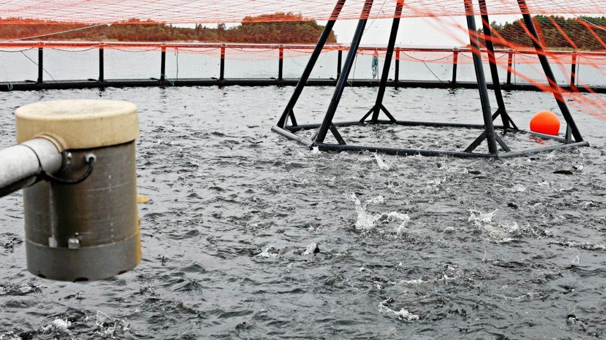 Raision kalanrehutehtaalla valmistetaan rehua muun muassa kirjolohille.