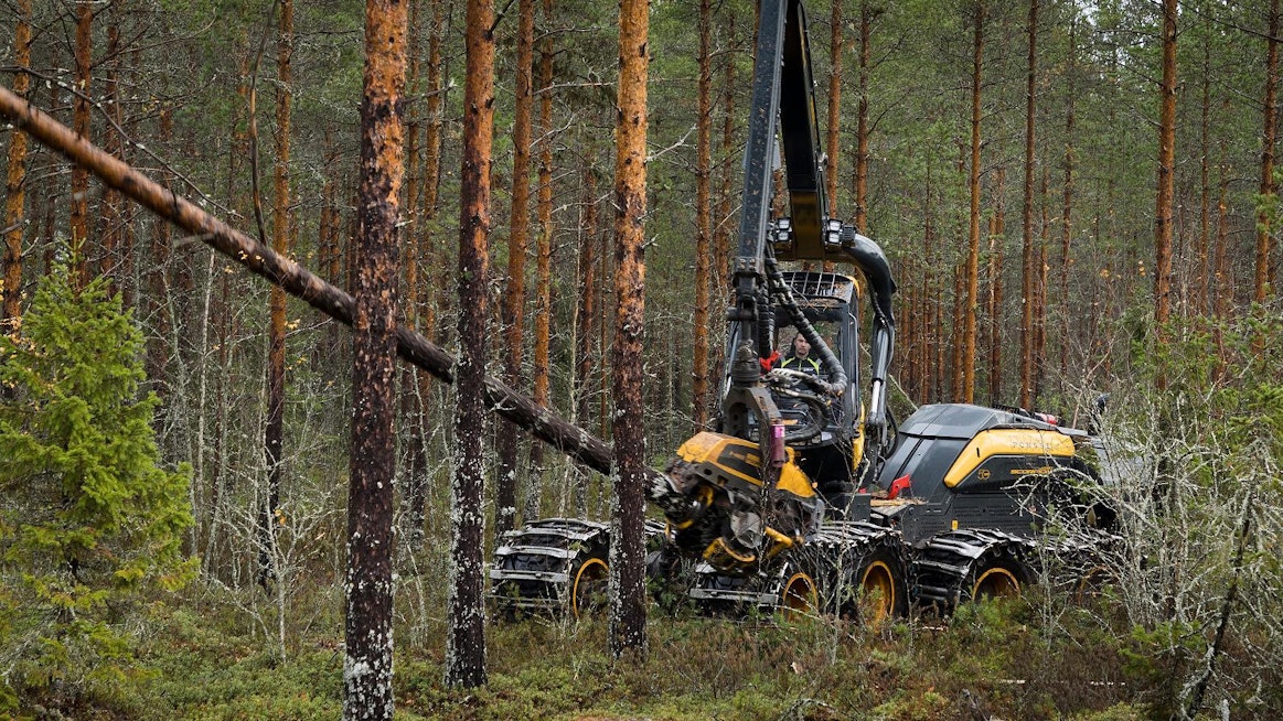Stora Enson Veitsiluodon saha Kemissä tarvitsee mäntytukkia vuodessa noin 400 000 kuutiometriä. H.A. Forest Oy:n Jonne Ahola ajoi harvesteria tiistaina Tyrnävän Temmeksellä.